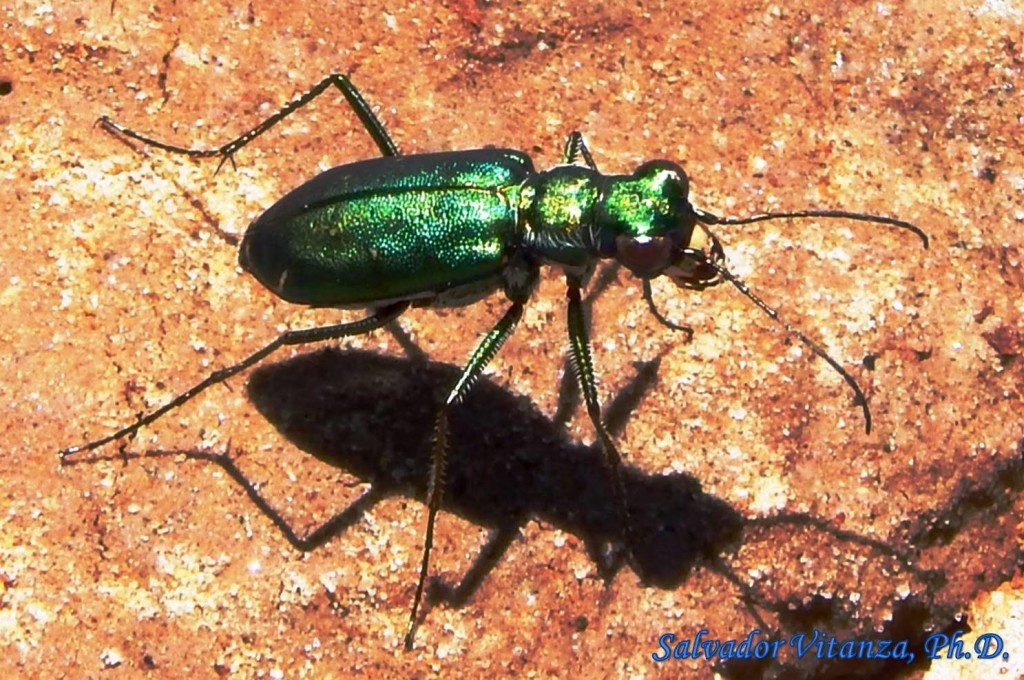 Burweed, Tomatoes, Cucumber Trees, and Tiger Beetles